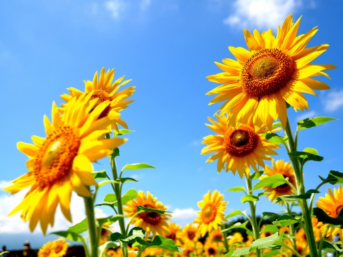 【弁護士】転職成功談　第四弾　退職後の転職活動　成功のカギとは