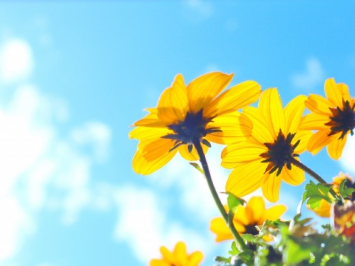 弁護士の多様なキャリアとは