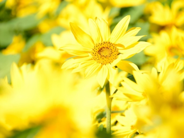 ひまわり求人求職ナビとは？利用方法とメリット・留意点を解説