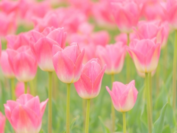 弁護士のやりがいとは？